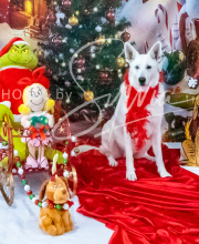 2024-11-2-3-XMAS-390