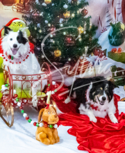 2024-11-2-3-XMAS-420