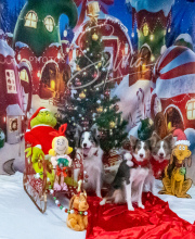 2024-11-2-3-XMAS-450