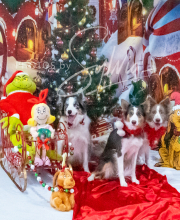 2024-11-2-3-XMAS-451