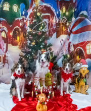 2024-11-2-3-XMAS-454