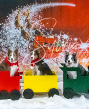 2024-11-2-3-XMAS-460