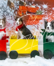 2024-11-2-3-XMAS-464