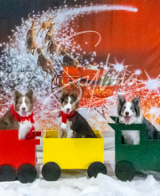 2024-11-2-3-XMAS-466