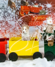 2024-11-2-3-XMAS-503