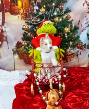 2024-11-2-3-XMAS-508