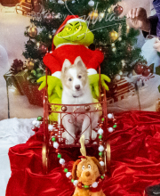 2024-11-2-3-XMAS-509