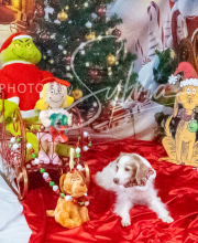 2024-11-2-3-XMAS-632