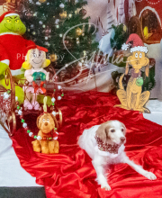 2024-11-2-3-XMAS-634