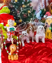 2024-11-2-3-XMAS-672