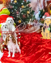 2024-11-2-3-XMAS-673