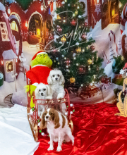 2024-11-2-3-XMAS-674