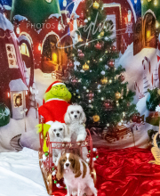 2024-11-2-3-XMAS-675