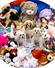 2024-11-2-3-XMAS-678