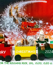 2024-11-2-3-XMAS-682_InPixio