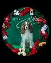 2024-11-2-3-XMAS-691