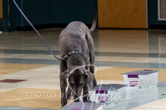 2024-AADTC-Scent-Trial-3-16-3-17-1019