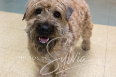 2024-AADTC-Scent-Trial-3-16-3-17-1027