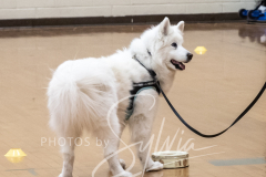 2024-AADTC-Scent-Trial-3-16-3-17-1232