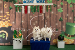 2024-AADTC-Scent-Trial-3-16-3-17-1384