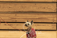 2024-AADTC-Scent-Trial-3-16-3-17-140