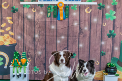 2024-AADTC-Scent-Trial-3-16-3-17-1493