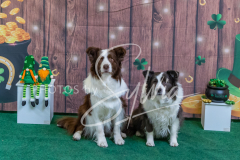 2024-AADTC-Scent-Trial-3-16-3-17-1500