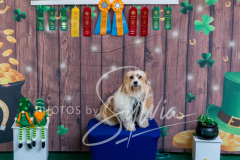 2024-AADTC-Scent-Trial-3-16-3-17-1537