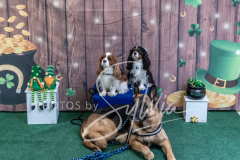 2024-AADTC-Scent-Trial-3-16-3-17-1568