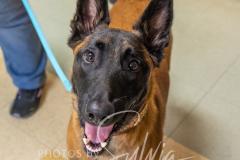 2024-AADTC-Scent-Trial-3-16-3-17-1592