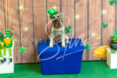 2024-AADTC-Scent-Trial-3-16-3-17-1621