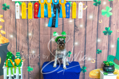 2024-AADTC-Scent-Trial-3-16-3-17-1625