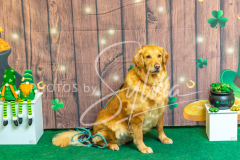 2024-AADTC-Scent-Trial-3-16-3-17-1641