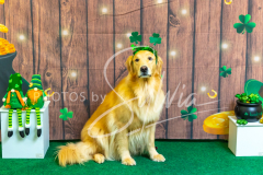 2024-AADTC-Scent-Trial-3-16-3-17-1651