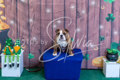 2024-AADTC-Scent-Trial-3-16-3-17-1678