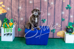 2024-AADTC-Scent-Trial-3-16-3-17-1702