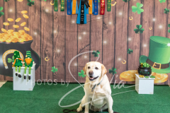 2024-AADTC-Scent-Trial-3-16-3-17-1787