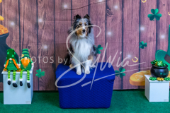 2024-AADTC-Scent-Trial-3-16-3-17-1839