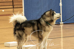 2024-AADTC-Scent-Trial-3-16-3-17-229