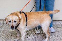 2024-AADTC-Scent-Trial-3-16-3-17-241