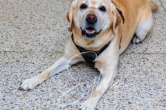 2024-AADTC-Scent-Trial-3-16-3-17-242