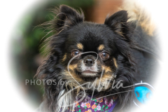 2024-AADTC-Scent-Trial-3-16-3-17-259