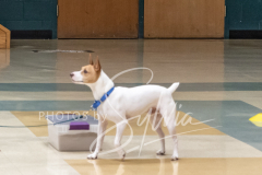 2024-AADTC-Scent-Trial-3-16-3-17-306