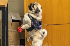 2024-AADTC-Scent-Trial-3-16-3-17-527