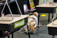 2024-AADTC-Scent-Trial-3-16-3-17-540