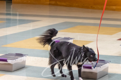 2024-AADTC-Scent-Trial-3-16-3-17-702