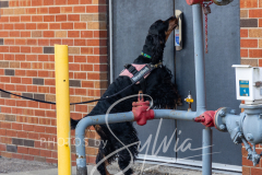 2024-AADTC-Scent-Trial-3-16-3-17-775