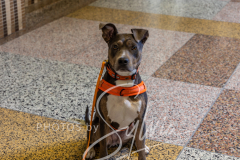 2024-AADTC-Scent-Trial-3-16-3-17-795