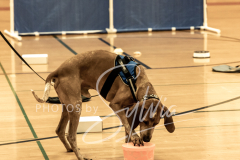 2024-AADTC-Scent-Trial-3-16-3-17-809