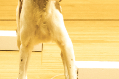 2024-AADTC-Scent-Trial-3-16-3-17-91